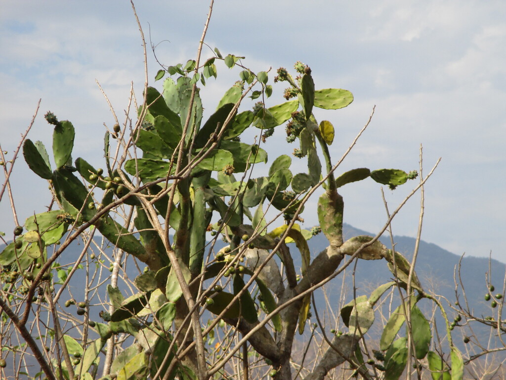 Opuntia dejecta; photograph (c) Alexis López Hernández, some rights reserved (CC BY)