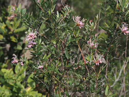 Pink Spider Flower (Grevillea sericea)