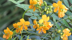 Senna chapmanii