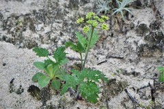 Lomatium lucidum