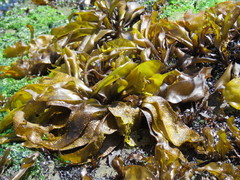 Mazzaella laminarioides