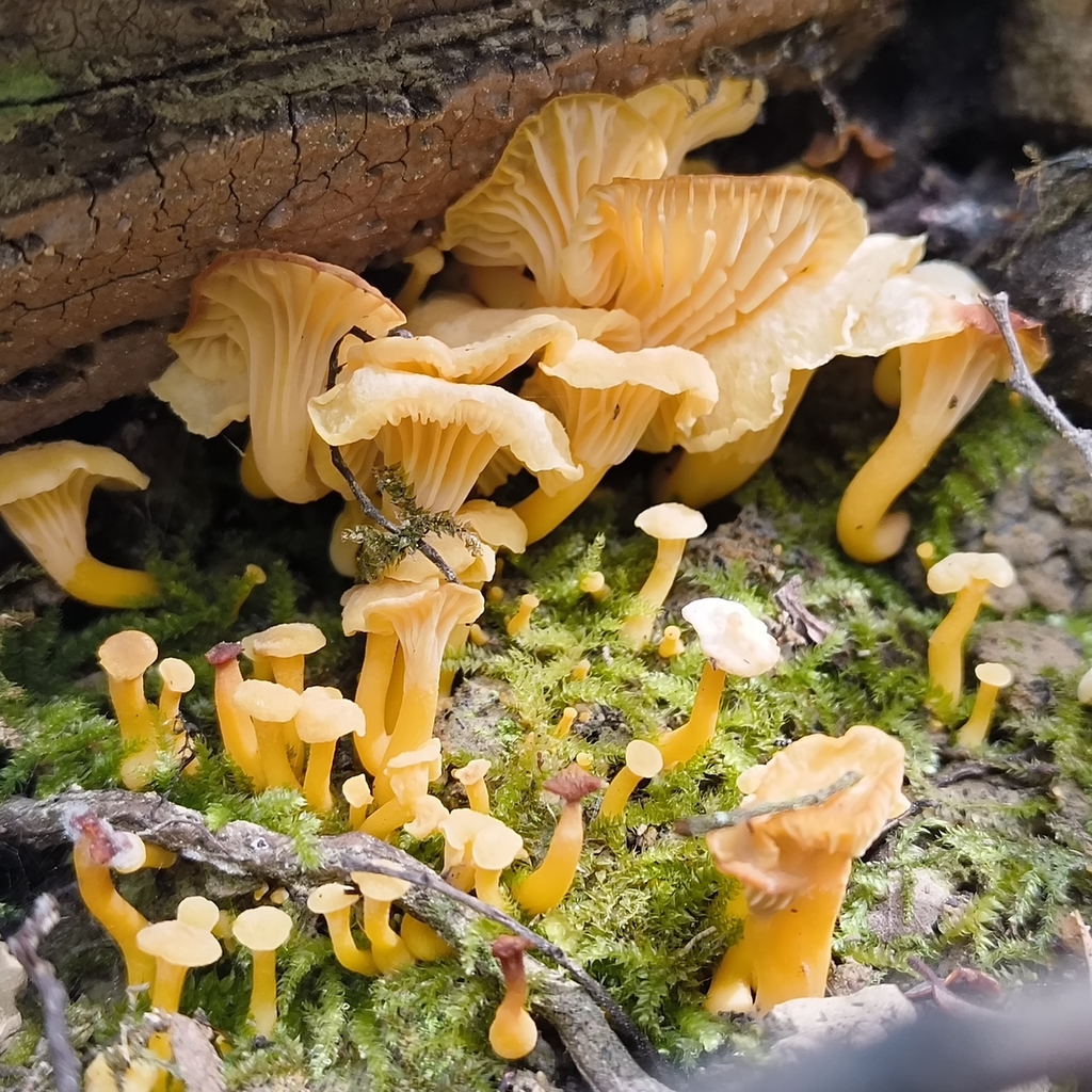 Cantharellus wellingtonensis · February 2026 · photo: © zedt (iNaturalist, cc-by)