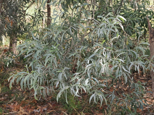 Coastal Myall (Acacia binervia)