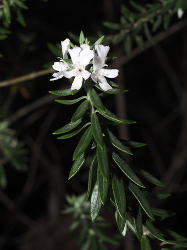 Westringia fruticosa (Westringia fruticosa)