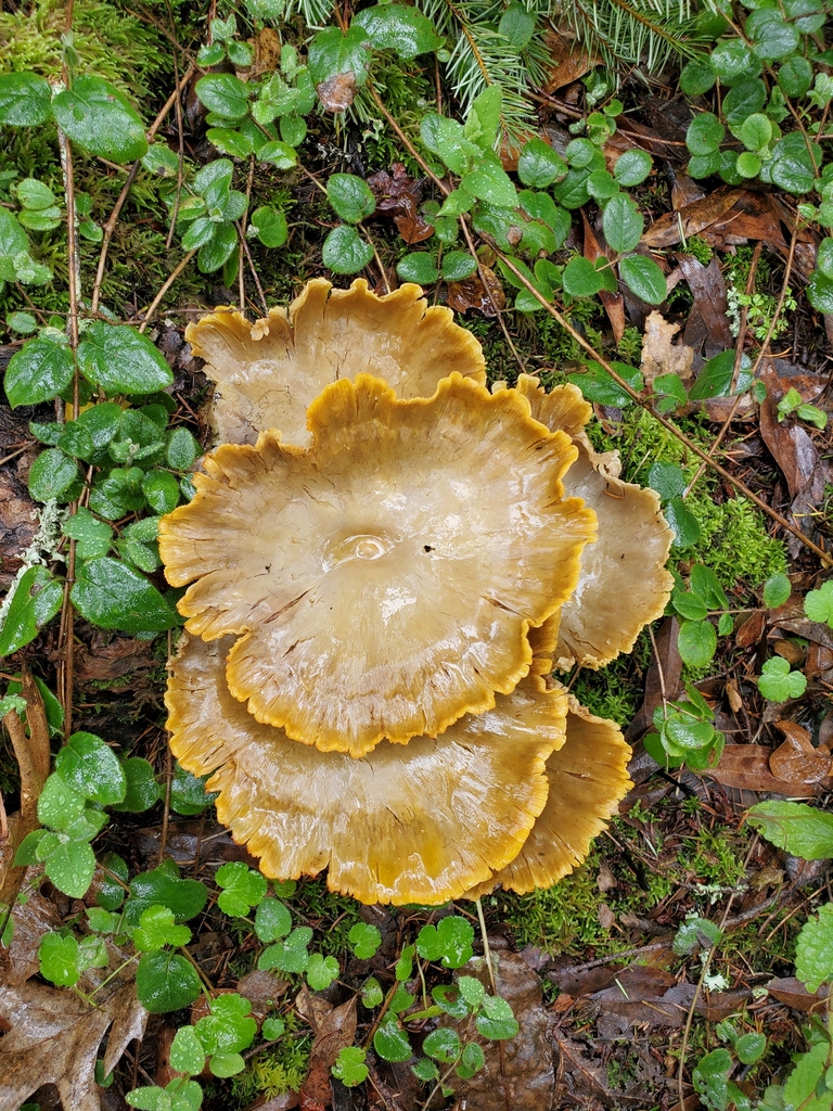 Omphalotus olivascens · February 2026 · photo: © arlenedevitt (iNaturalist, cc-by)