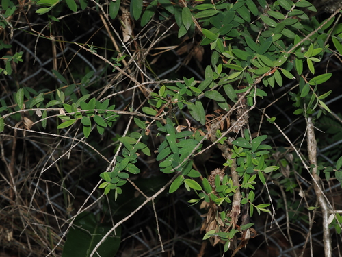 Melaleuca hypericifolia (Melaleuca hypericifolia)