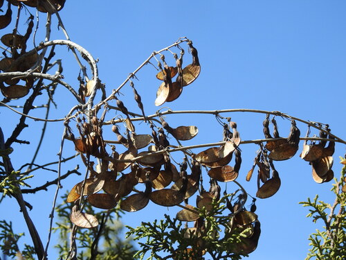 Broadsepal yellowhood (Nissolia platycalyx)