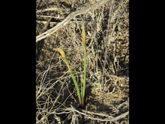Zephyranthes longifolia
