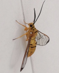 Isanthrene felderi