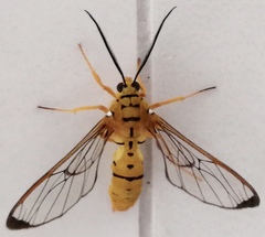 Isanthrene felderi
