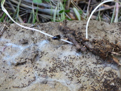 Loboptera