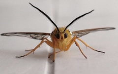 Isanthrene felderi