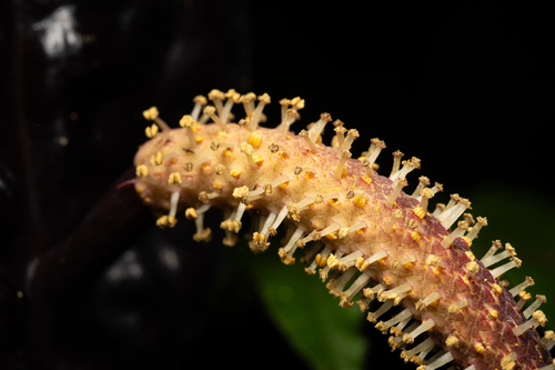 Anthurium caramantae, photograph 6