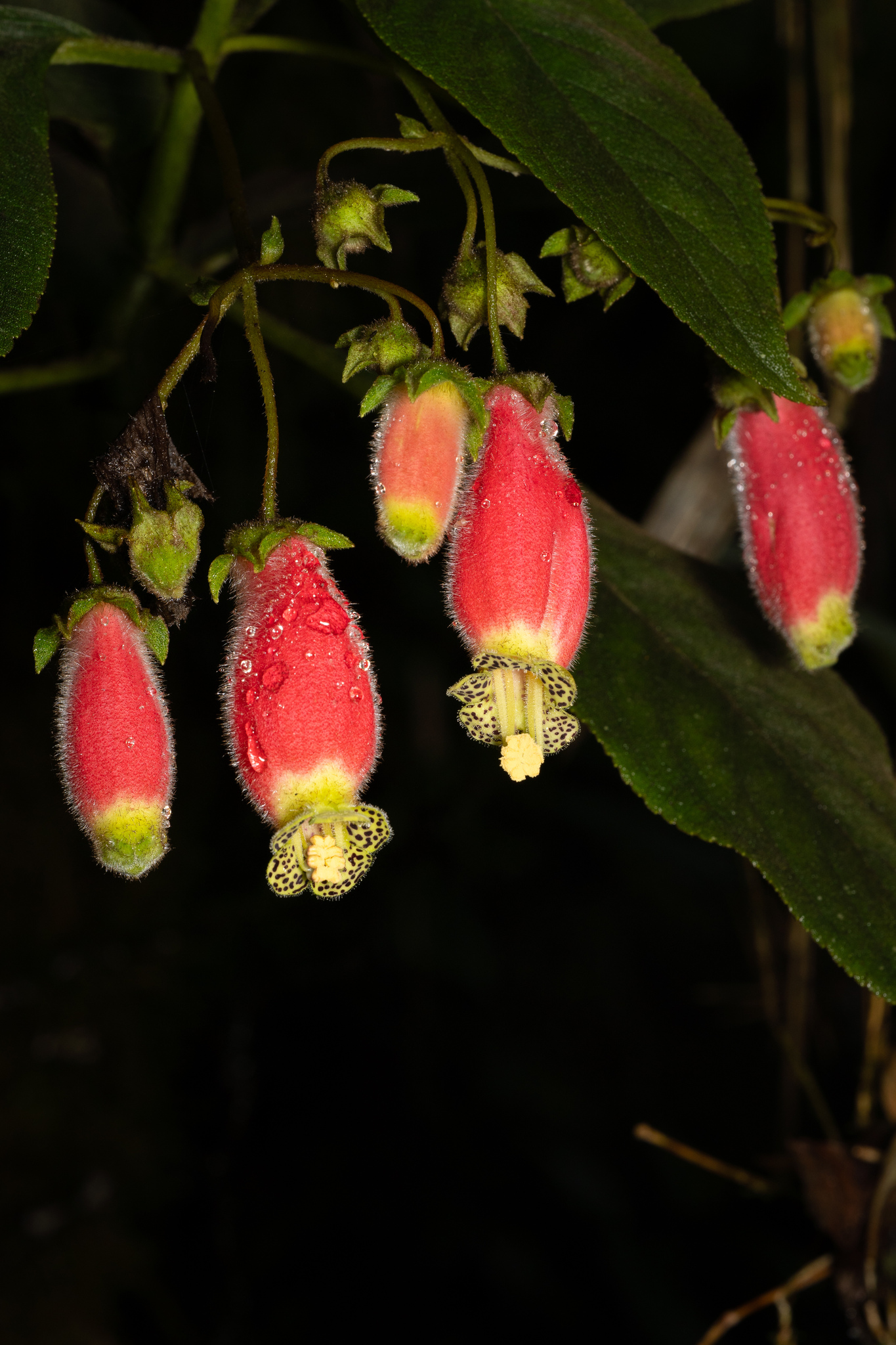 Kohleria affinis