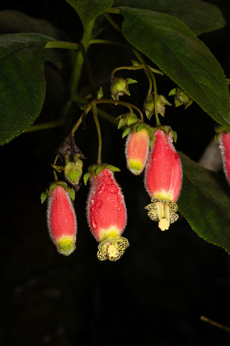 Kohleria affinis, photograph 3