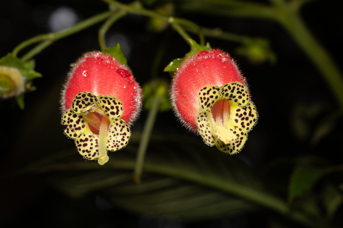 Kohleria affinis, photograph 2