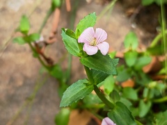 Gratiola peruviana, photograph (c) grampianshiker, some rights reserved (CC BY)