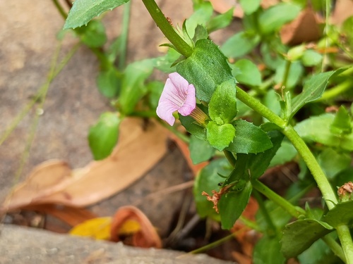 Gratiola peruviana, photograph 4