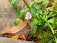 Gratiola peruviana, photograph (c) grampianshiker, some rights reserved (CC BY)