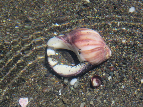 Acanthina monodon