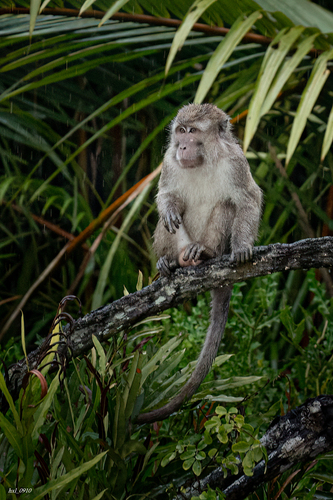 Long-tailed Macaque