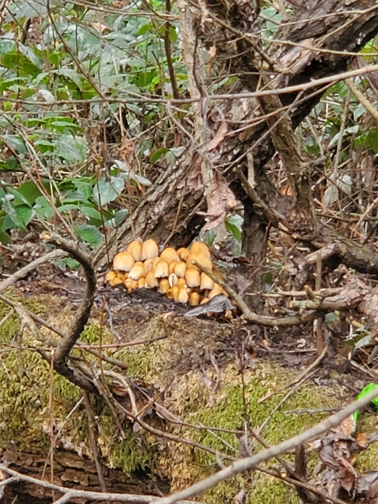 Coprinellus micaceus · February 2026 · photo: © arlenedevitt (iNaturalist, cc-by)