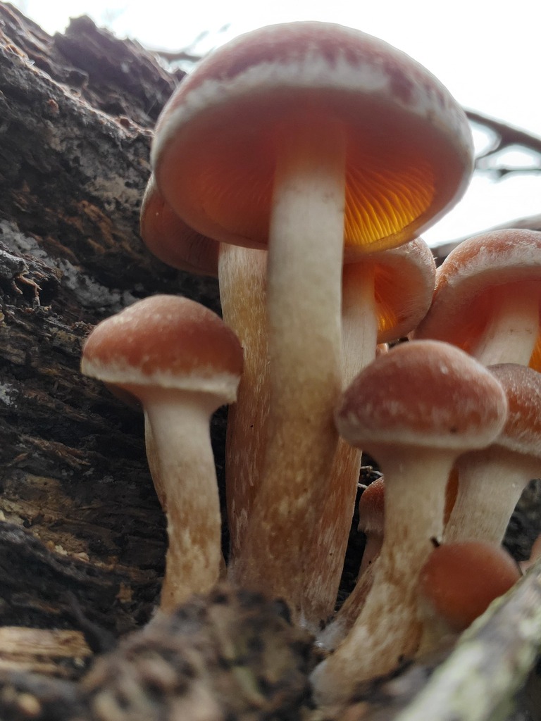 Psathyrella piluliformis