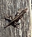 Anole