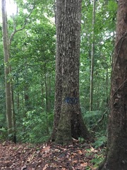 Manilkara staminodella