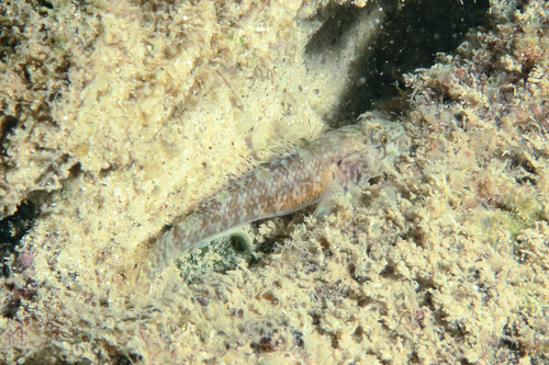Ladds franjevin-grondel (Bathygobius laddi) — Gobiidae — 4
