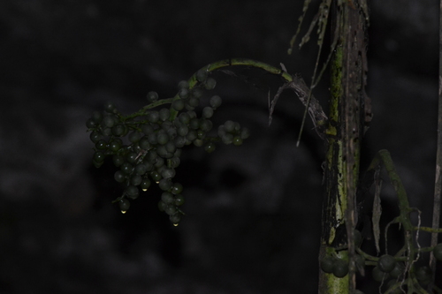 Chamaedorea linearis