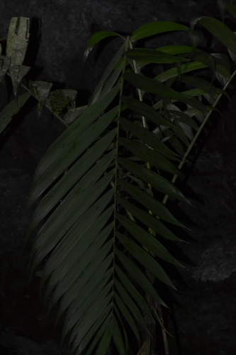 Chamaedorea linearis, photograph 1