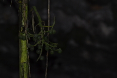 Chamaedorea linearis, photograph (c) EstebanMH, some rights reserved (CC BY)