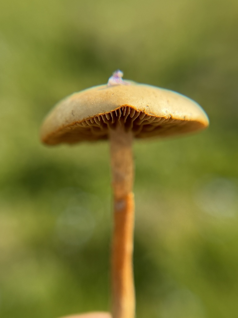 Agrocybe pediades · February 2026 · photo: © aheyman1 (iNaturalist, cc0)
