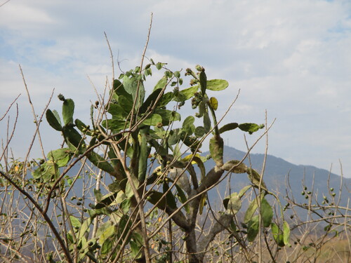 Opuntia dejecta, photograph 3