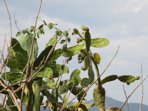 Opuntia dejecta, photograph 2