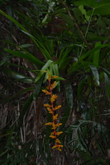 Guzmania multiflora, photograph (c) EstebanMH, some rights reserved (CC BY)