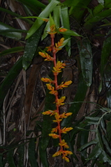 Guzmania multiflora, photograph (c) EstebanMH, some rights reserved (CC BY)