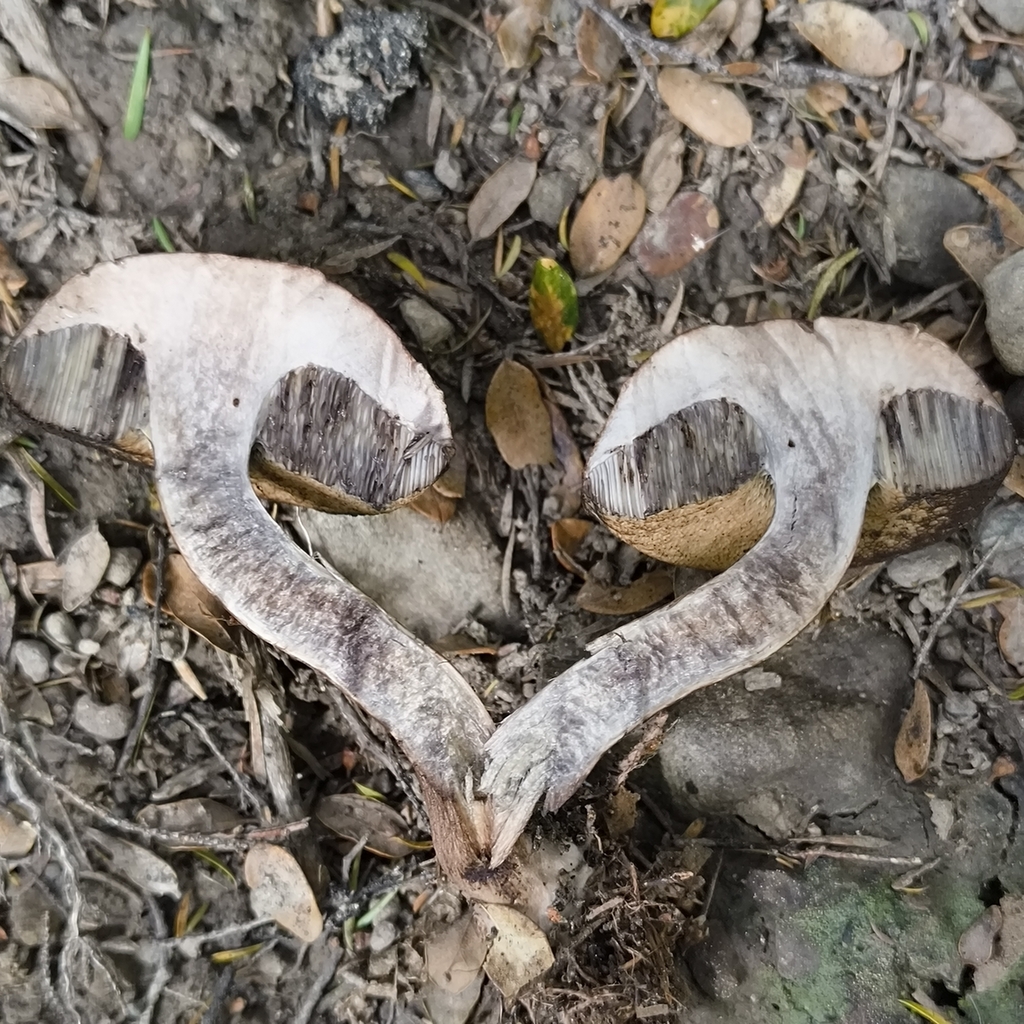 Tylopilus brunneus · February 2026 · photo: © zedt (iNaturalist, cc-by)