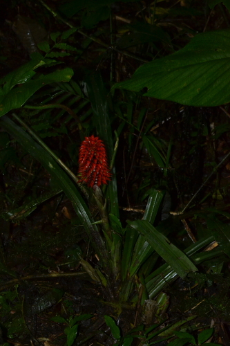Ronnbergia veitchii, photograph 2