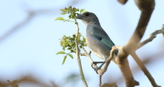 Thraupis glaucocolpa