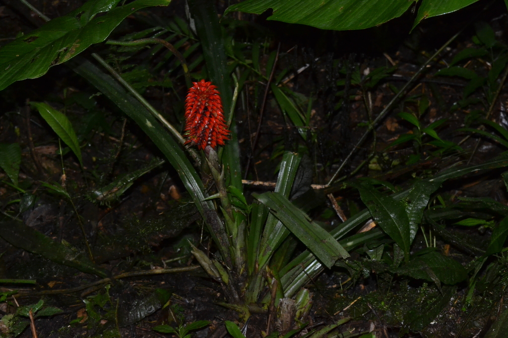 Ronnbergia veitchii; photograph (c) EstebanMH, some rights reserved (CC BY)