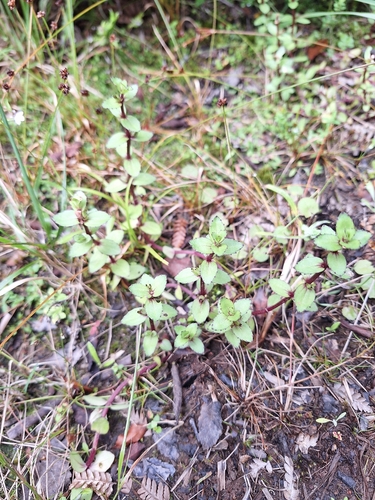 Gratiola sexdentata, photograph 6