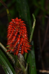 Ronnbergia veitchii