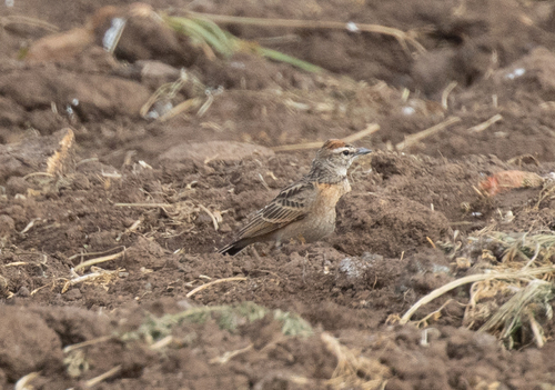 Blanford's Lark (Calandrella blanfordi), photo 4
