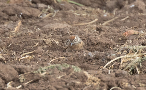 Blanford's Lark (Calandrella blanfordi), photo 5