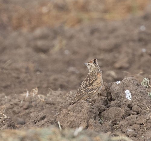 Blanford's Lark (Calandrella blanfordi), photo 4