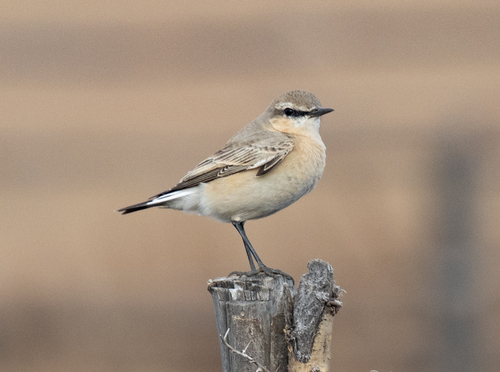 Isabelline Wheatear