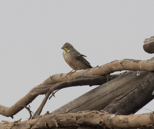 Ortolan Bunting