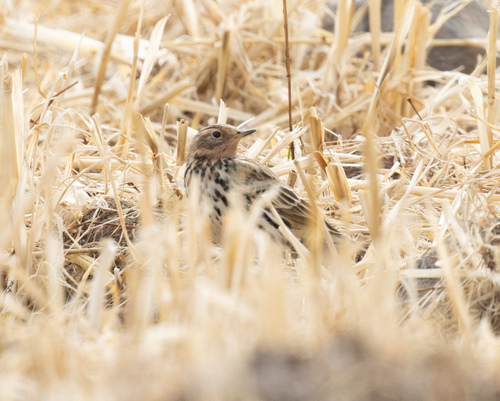 Red-throated Pipit